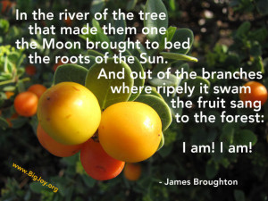 forest fruit James Broughton quote pic by Forest and Kim Starr